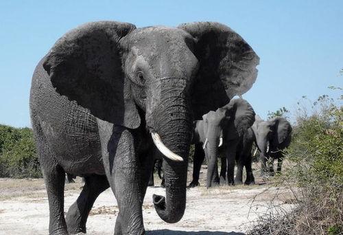 大象视频国产精品,国产精品内容盛宴