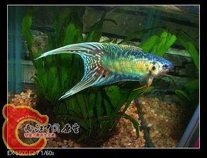 国产斗鱼蓝叉繁殖视频,国产斗鱼蓝叉繁殖全过程揭秘