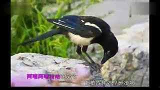 国产鸭子视频儿童,萌娃欢乐时光  第2张